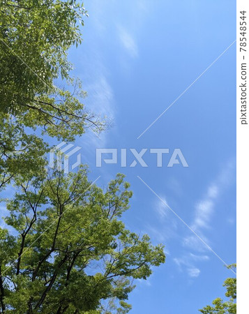 Blue sky and fresh green 78548544