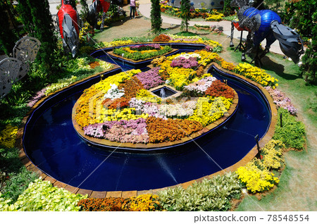 PUTRAJAYA, MALAYSIA -MAY 30, 2016: Various species flower such as chrysanthemum flowers planted and mix together in a beautiful Floria Garden in Putrajaya, Malaysia. PUTRAJAYA, MALAYSIA -MAY 30, 2016: Various species flower such as chrysanthemum flowers planted and mix together in a beautiful Floria Garden in Putrajaya, Malaysia. 78548554