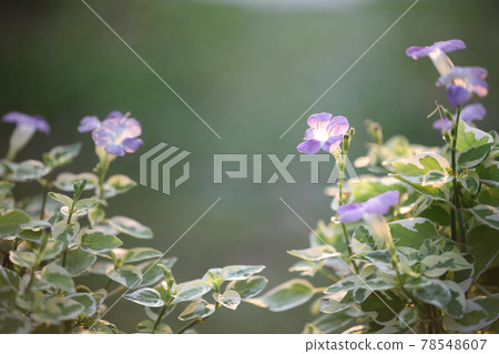 Indian asystasia flower close up Indian asystasia flower close up 78548607