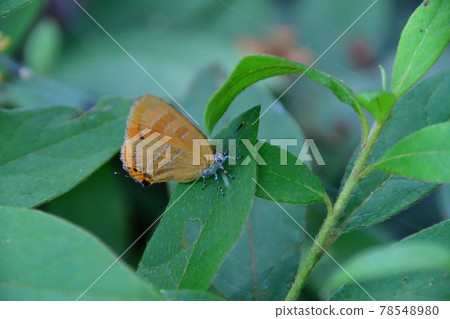 A red copper butterfly resting on a leaf (Saitama Prefecture/June) 78548980