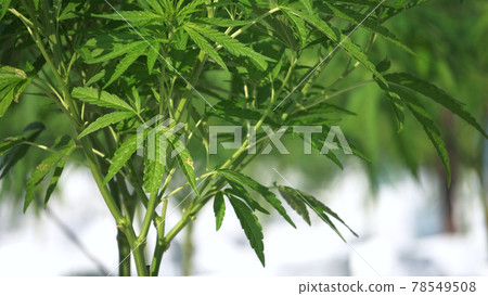 Marijuana cannabis legalized farm close up shot 78549508