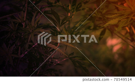 Marijuana cannabis legalized farm close up shot Marijuana cannabis legalized farm close up shot 78549514