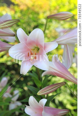 Lily of Tepopura 78549522