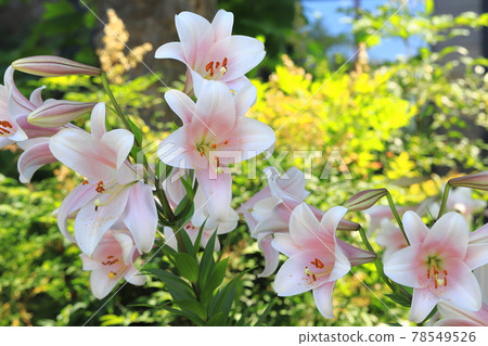 Lily of Tepopura Lily of Tepopura 78549526