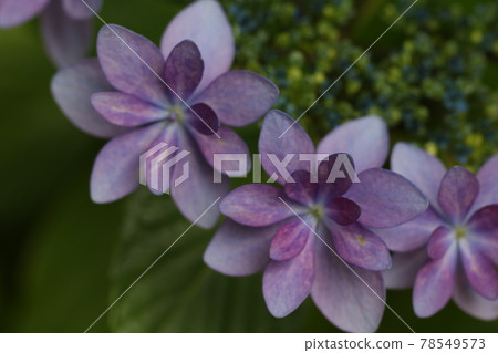 The gorgeous red-purple hydrangea of Hase-dera The gorgeous red-purple hydrangea of Hase-dera 78549573