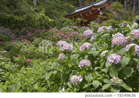 Hydrangea at Mimuroto Temple Hydrangea at Mimuroto Temple 78549636
