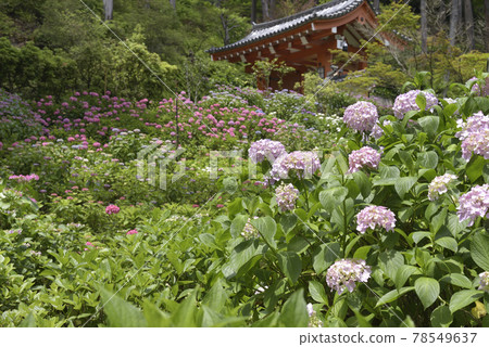 Mimuroto寺的繡球花 Mimuroto寺的繡球花 78549637