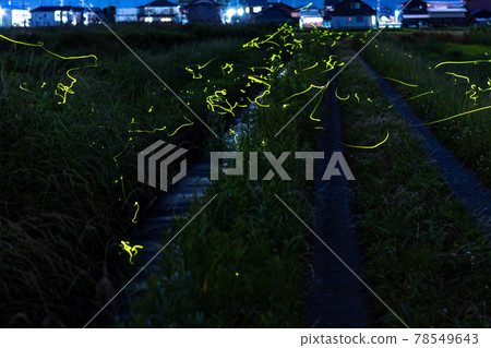 Firefly Ranbu in Takashima City, Shiga Prefecture Firefly Ranbu in Takashima City, Shiga Prefecture 78549643