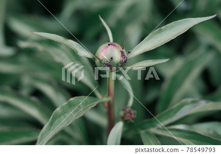 a bud of a peony flower and ants on it. wild forest flowers. red peonies before blooming.  a bud of a peony flower and ants on it. wild forest flowers. red peonies before blooming.  78549793