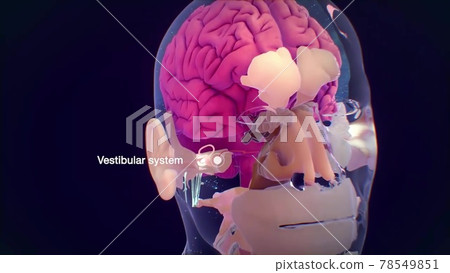 Human ear anatomy 78549851