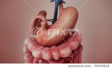 Illustration of Human Internal Stomach Anatomy Illustration of Human Internal Stomach Anatomy 78549858