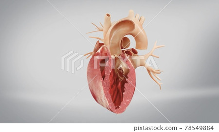Aortic prosthesis surgery attachment of artificial prosthetic aortic valve to heart in animated human model Aortic prosthesis surgery attachment of artificial prosthetic aortic valve to heart in animated human model 78549884