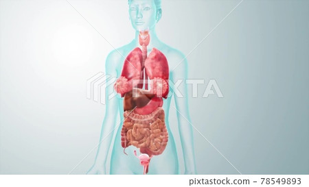 Human Body Anatomy. Illustration isolated Human Body Anatomy. Illustration isolated 78549893