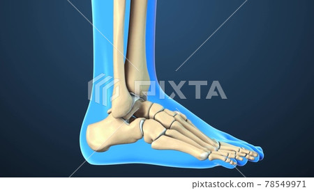 bones of isolated foot and ankle joint medical illustration 78549971