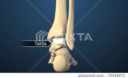 bones of isolated foot and ankle joint medical illustration 78549972
