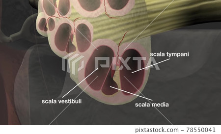 Anatomy of human ear. Anatomy of human ear. 78550041
