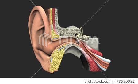 Anatomy of human ear. Anatomy of human ear. 78550052