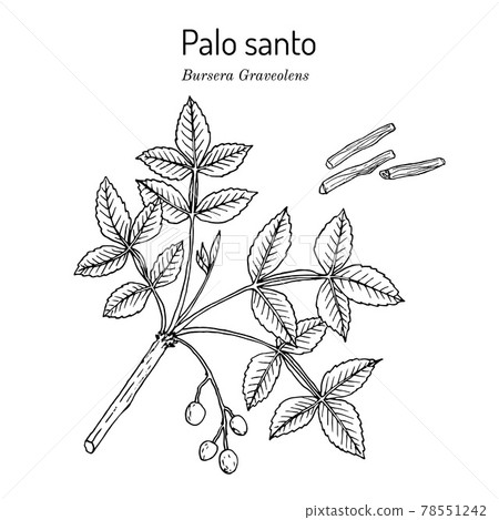 Palo santo, or holy stick Bursera graveolens , wild tree of tropical forests 78551242