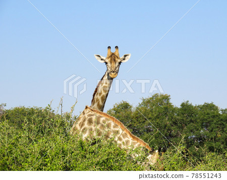 Wild giraffes looking towards you in an African national park 78551243