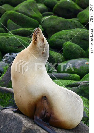美國加州聖地牙哥拉霍亞的野生海豹 美國加州聖地牙哥拉霍亞的野生海豹 78551247