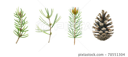 Pine, fir, conifer branch and cone set. Watercolor illustration. Hand drawn evergreen pine tree elements. Cone and needle fir tree collection. Traditional festive decor objects on white background Pine, fir, conifer branch and cone set. Watercolor illustration. Hand drawn evergreen pine tree elements. Cone and needle fir tree collection. Traditional festive decor objects on white background 78551304