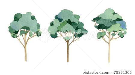 Eucalyptus tree set. Watercolor illustration. Hand drawn green tall aroma plant. Eucalyptus tree natural element isolated on white background 78551305