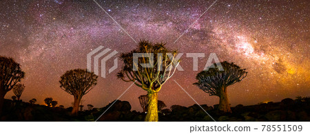 Quivertree forest under the milkyway near Ketmanshoop Quivertree forest under the milkyway near Ketmanshoop 78551509