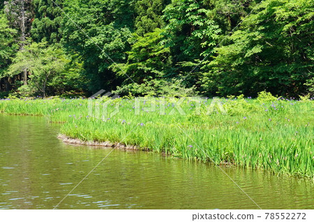 Iris flowers at Hiraike pond 78552272