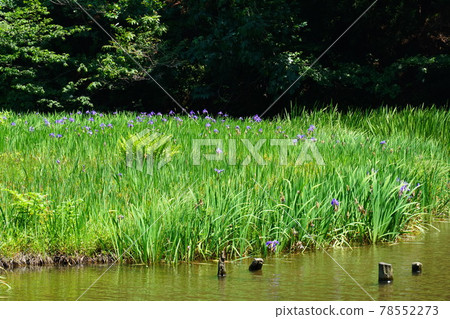 Iris flowers at Hiraike pond 78552273