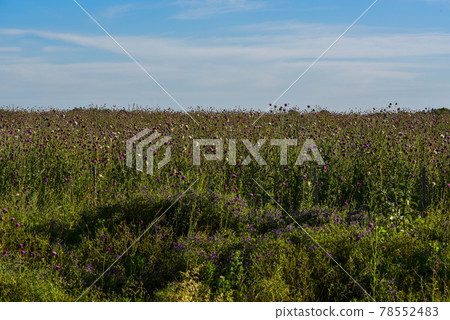 Wild flowers and pines, Patagonia Wild flowers and pines, Patagonia 78552483