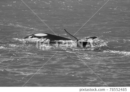 Orca Family, Patagonia Argentina Orca Family, Patagonia Argentina 78552485