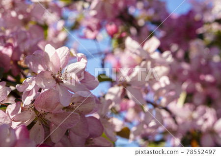 Soft focus Close-Up of bouquet of pink apple blossom on tree on sunset copy space. Green Summer Grass Meadow With Bright Sunlight. Sunny Spring Background. nature, ecology, farming, wildlife concept 78552497