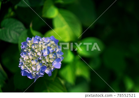 閃耀在綠色中的美麗繡球花 78552521