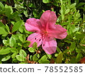 Pink cherry tree 78552585
