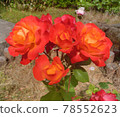 Red rose 78552623