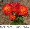 Red rose 78552667
