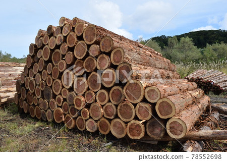 Cedar log cut out Cedar log cut out 78552698