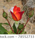 Red rose 78552733