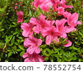 Pink flowers 78552754