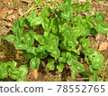 Three leaf clover 78552765