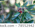 Tobera leaves and red berries 78552942