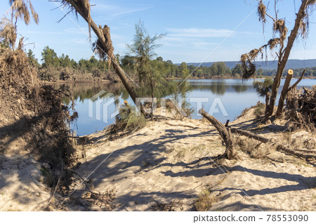 Photograph of fallen trees in Yarramundi Reserve in regional Australia Photograph of fallen trees in Yarramundi Reserve in regional Australia 78553090