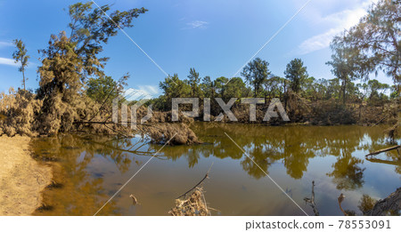Photograph of fallen trees in Yarramundi Reserve in regional Australia Photograph of fallen trees in Yarramundi Reserve in regional Australia 78553091