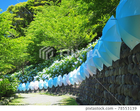 Shizuoka Prefecture Hydrangea and Umbrella Art Hattasan June Shizuoka Prefecture Hydrangea and Umbrella Art Hattasan June 78553139
