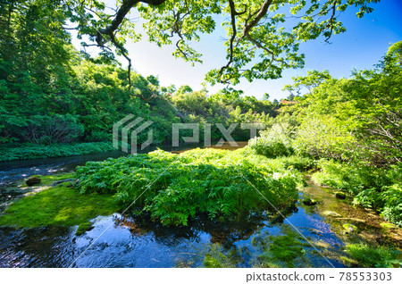 Gudari Swamp in Hakkoda, Aomori Prefecture 78553303