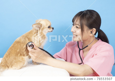 女獸醫檢查狗 78553507