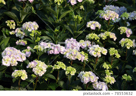 繡球花 1245 78553632