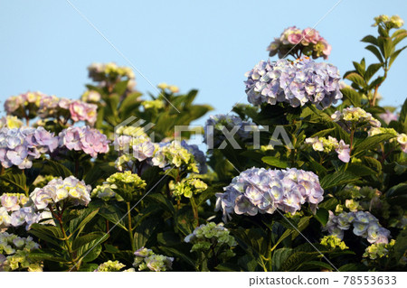 繡球花 1246 78553633