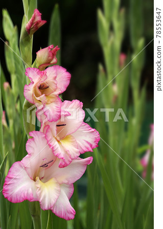 Gorgeous pink frilly gladiolus flower 78553647