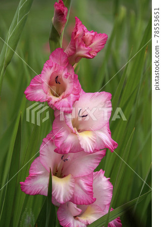 Gorgeous pink frilly gladiolus flower Gorgeous pink frilly gladiolus flower 78553651